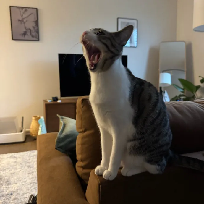 Your Cat's New Favorite Person