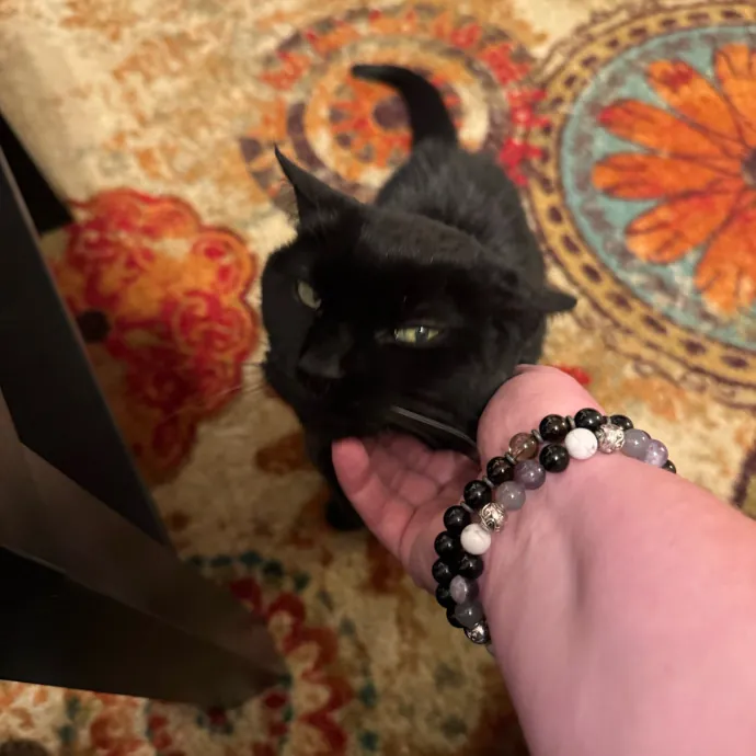 Your Cat's New Favorite Person