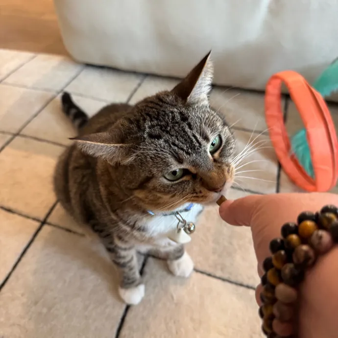 Your Cat's New Favorite Person