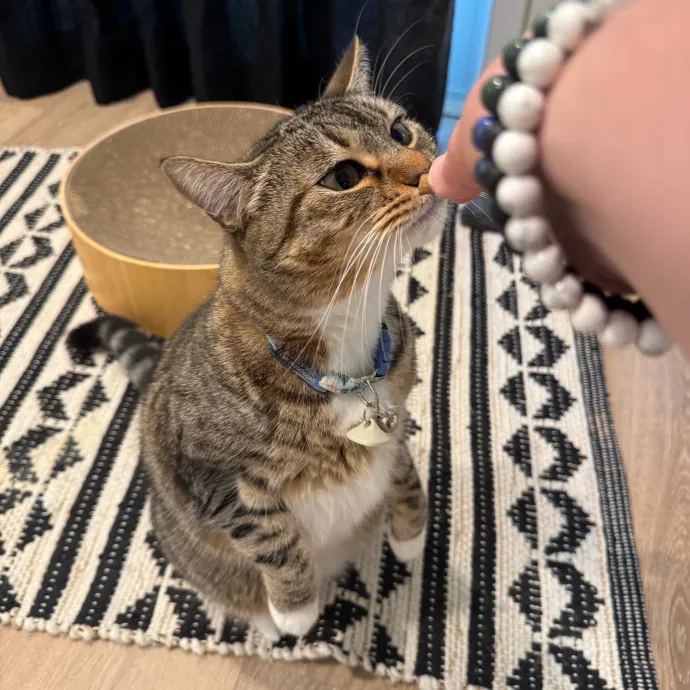 Your Cat's New Favorite Person