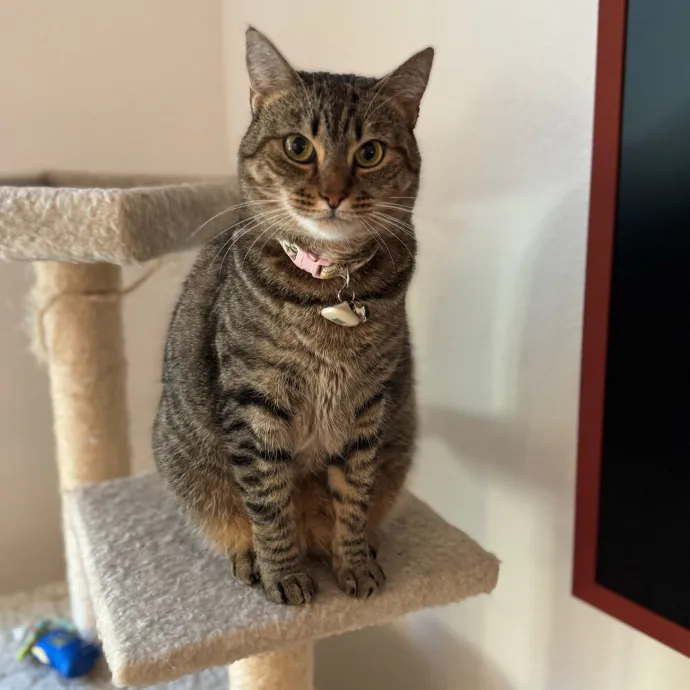 Your Cat's New Favorite Person