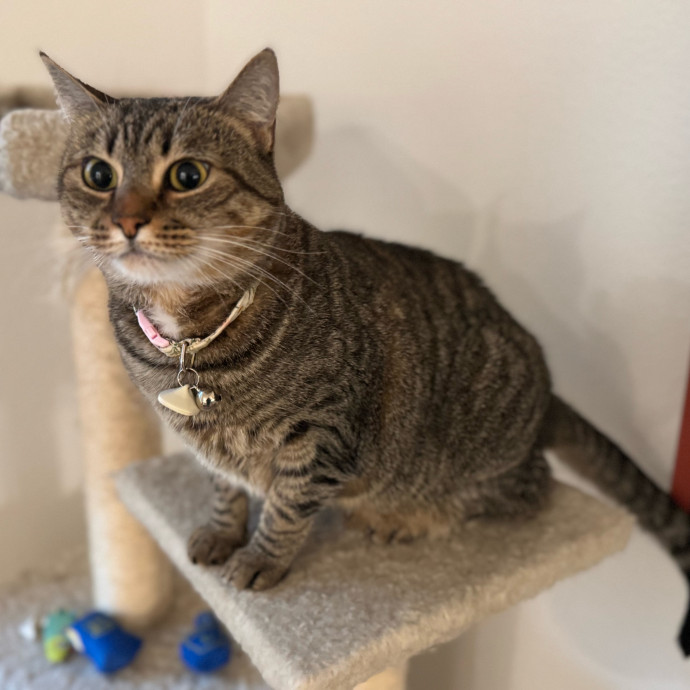Your Cat's New Favorite Person