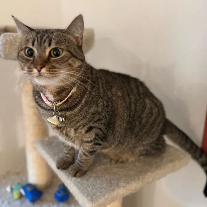 Your Cat's New Favorite Person