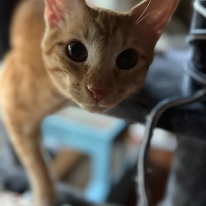 Your Cat's New Favorite Person