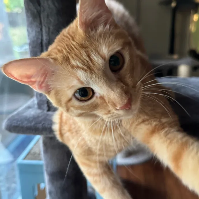 Your Cat's New Favorite Person