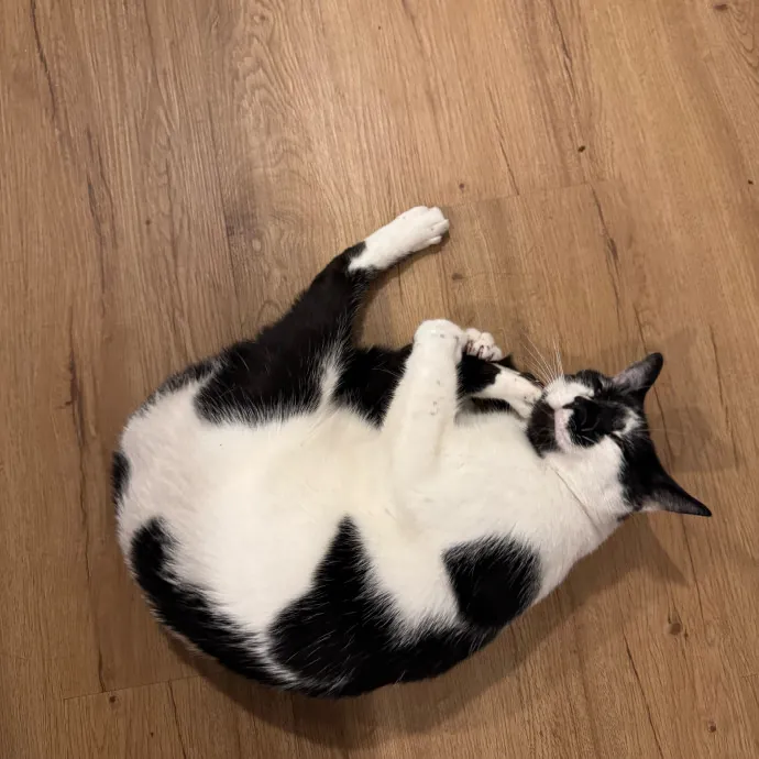 Your Cat's New Favorite Person