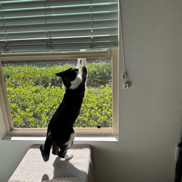 Your Cat's New Favorite Person