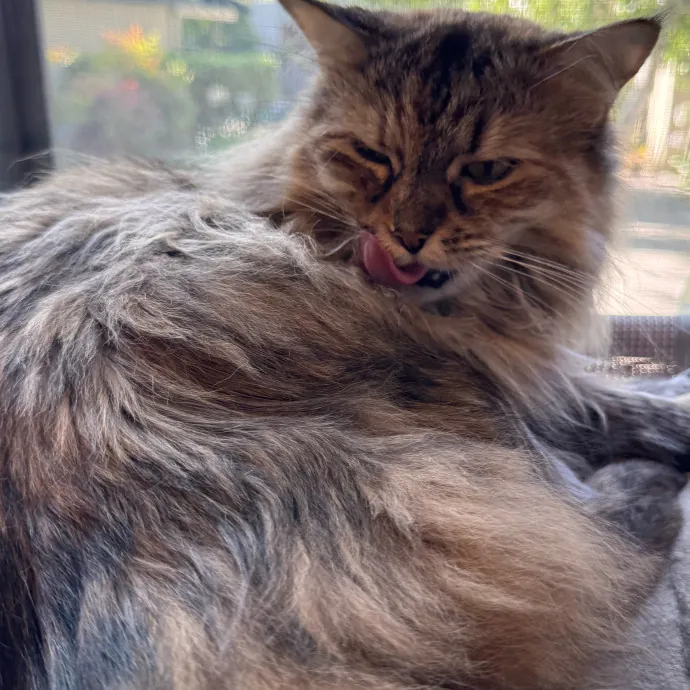 Your Cat's New Favorite Person