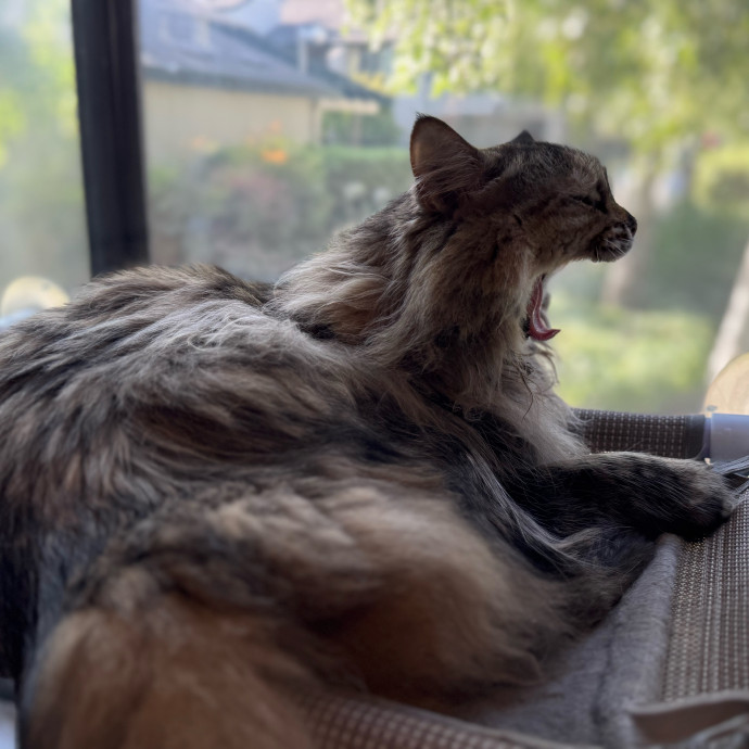 Your Cat's New Favorite Person
