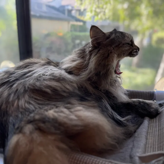 Your Cat's New Favorite Person