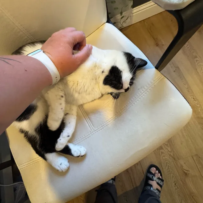 Your Cat's New Favorite Person