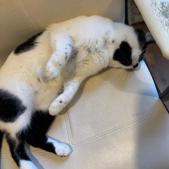 Your Cat's New Favorite Person