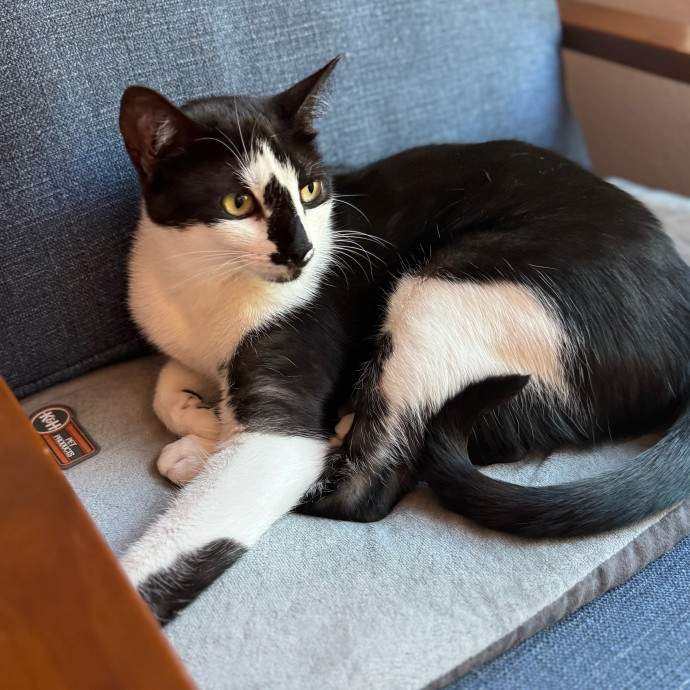 Your Cat's New Favorite Person