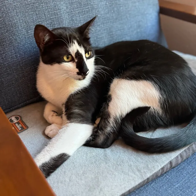 Your Cat's New Favorite Person