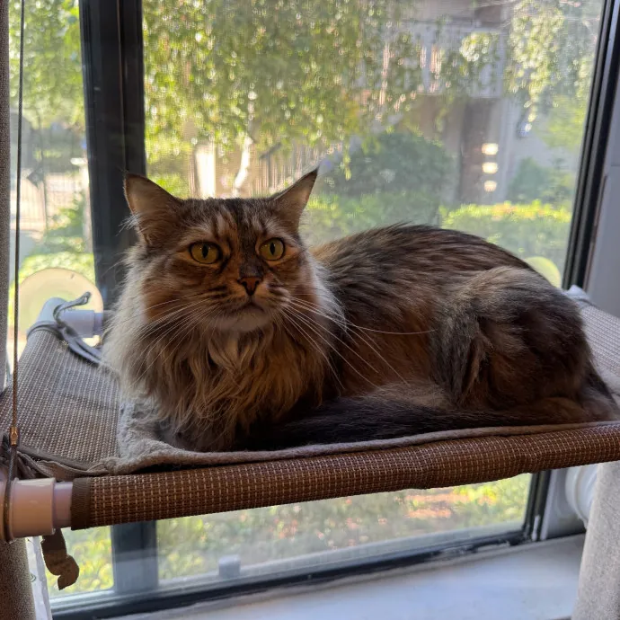 Your Cat's New Favorite Person