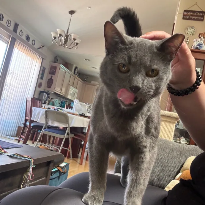 Your Cat's New Favorite Person