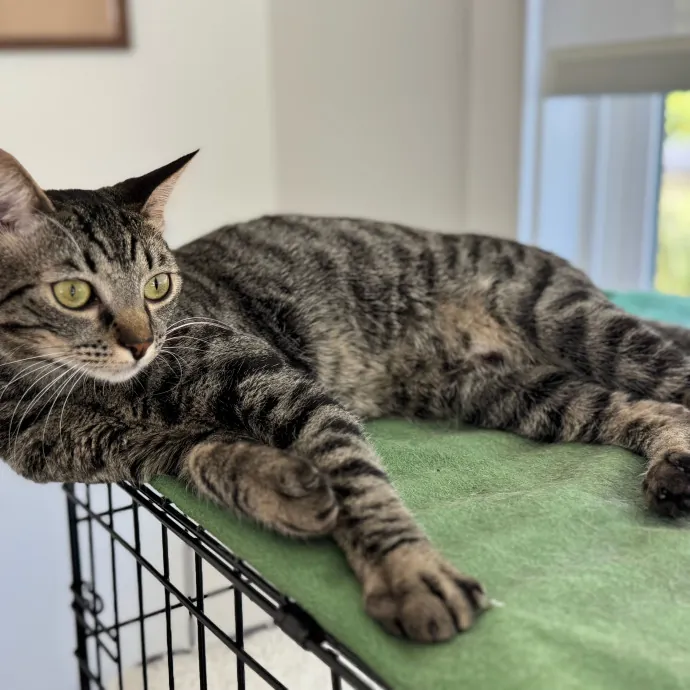 Your Cat's New Favorite Person