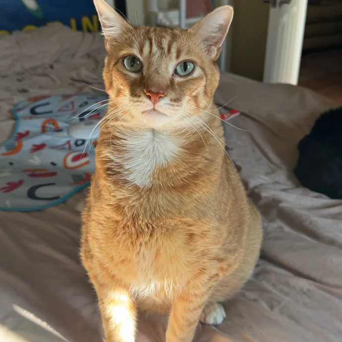 Your Cat's New Favorite Person