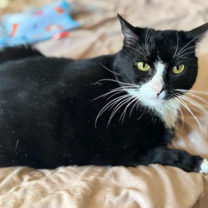 Your Cat's New Favorite Person