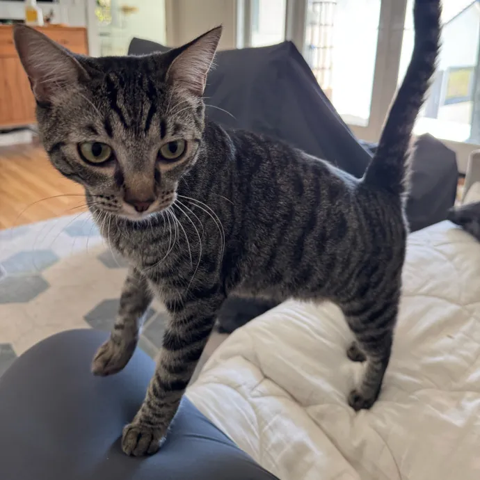 Your Cat's New Favorite Person