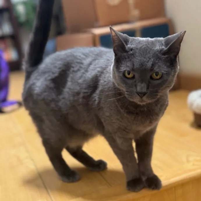 Your Cat's New Favorite Person