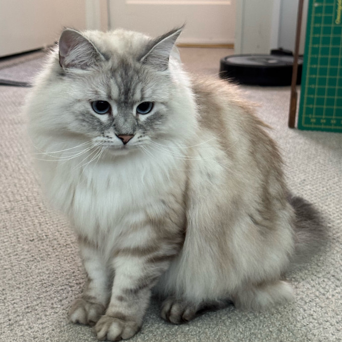 Your Cat's New Favorite Person