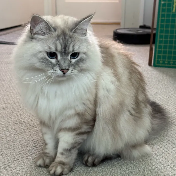 Your Cat's New Favorite Person