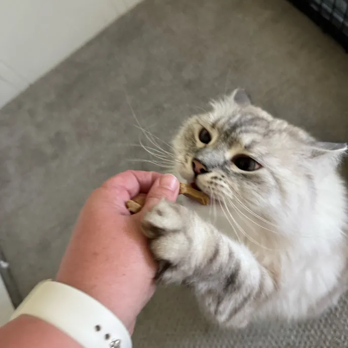 Your Cat's New Favorite Person