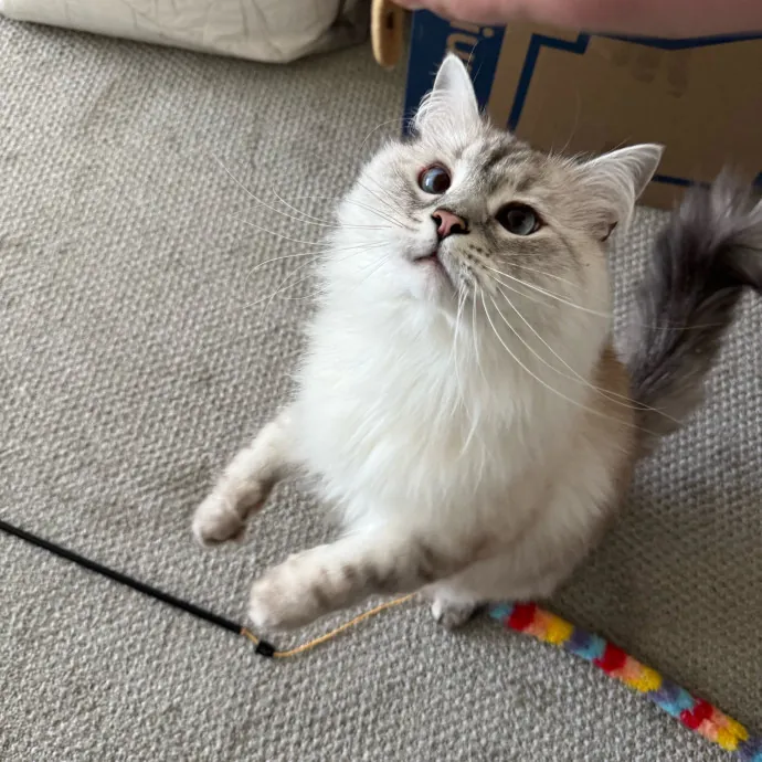 Your Cat's New Favorite Person