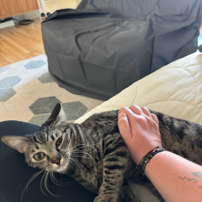 Your Cat's New Favorite Person