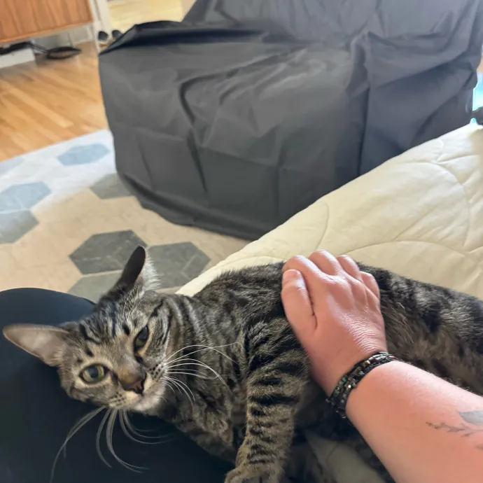 Your Cat's New Favorite Person