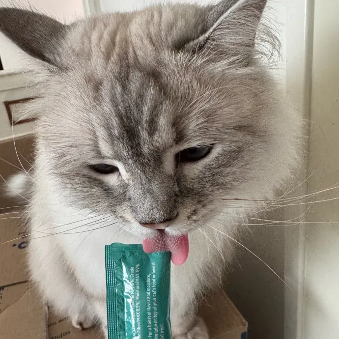 Your Cat's New Favorite Person