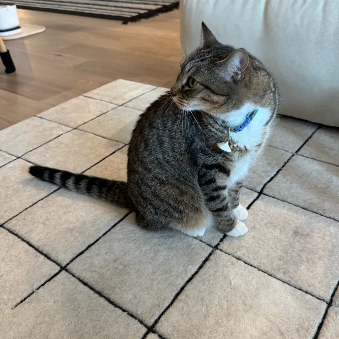 Your Cat's New Favorite Person