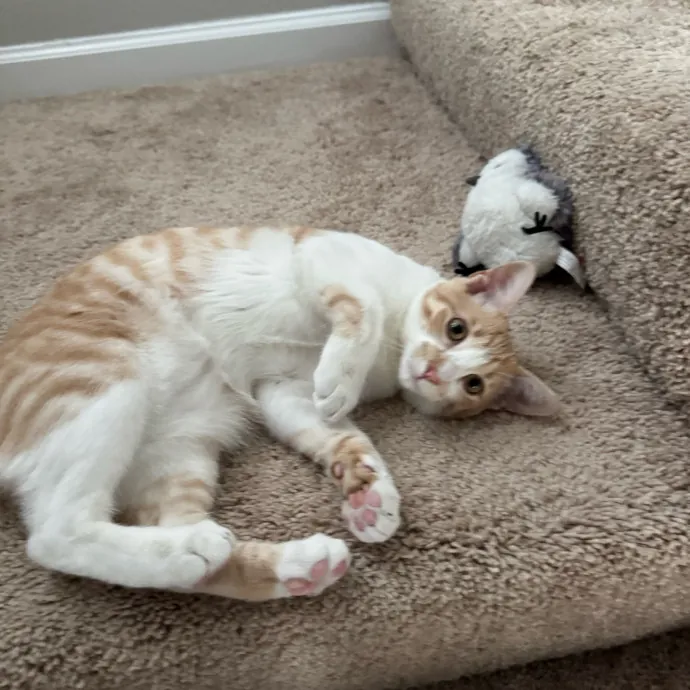 Your Cat's New Favorite Person