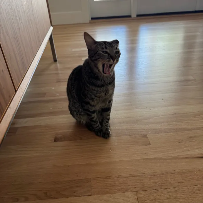 Your Cat's New Favorite Person