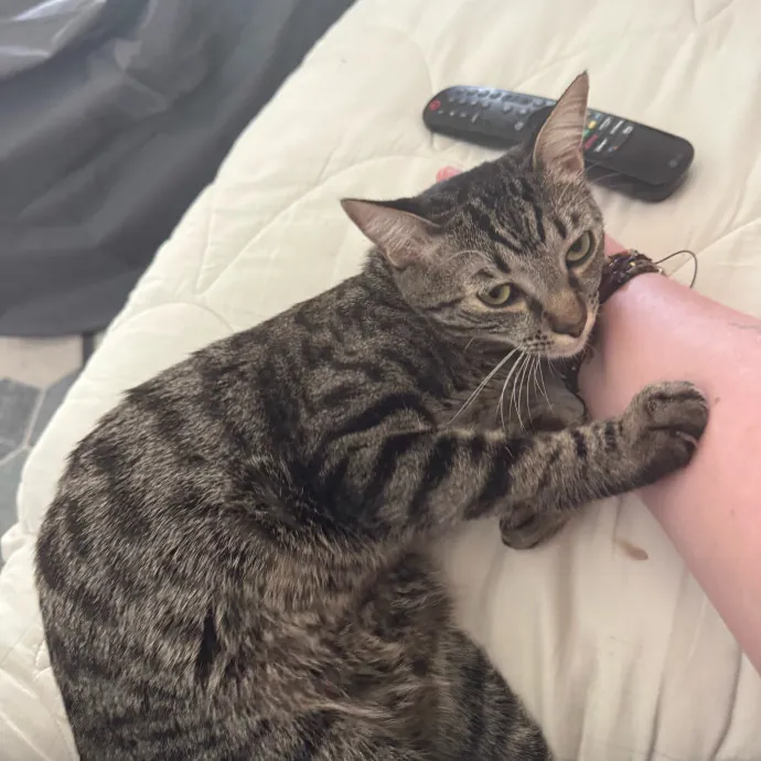 Your Cat's New Favorite Person