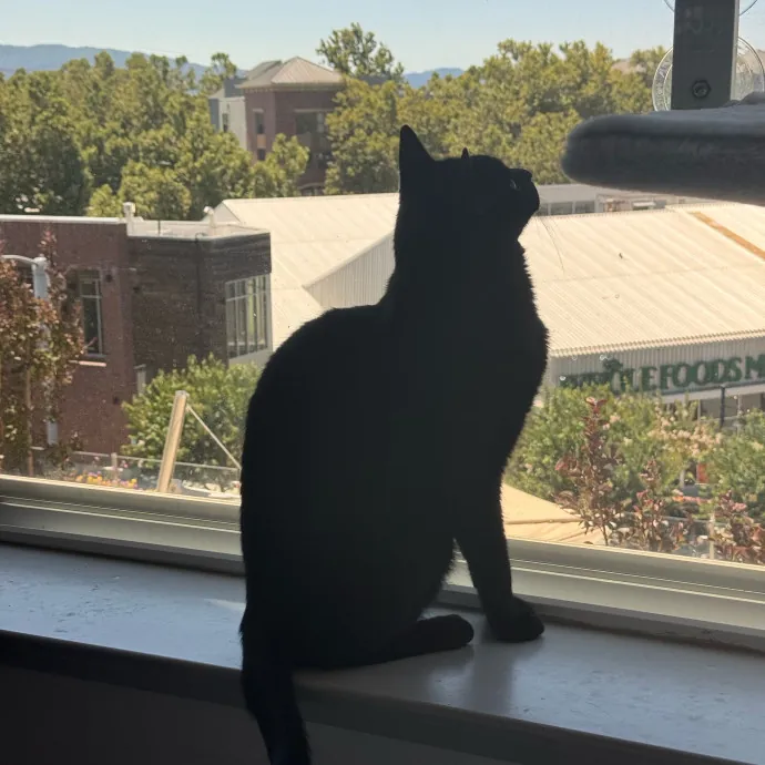 Your Cat's New Favorite Person