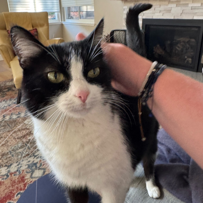 Your Cat's New Favorite Person
