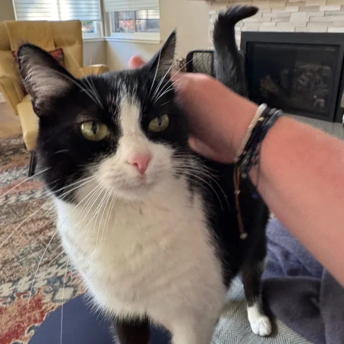 Your Cat's New Favorite Person