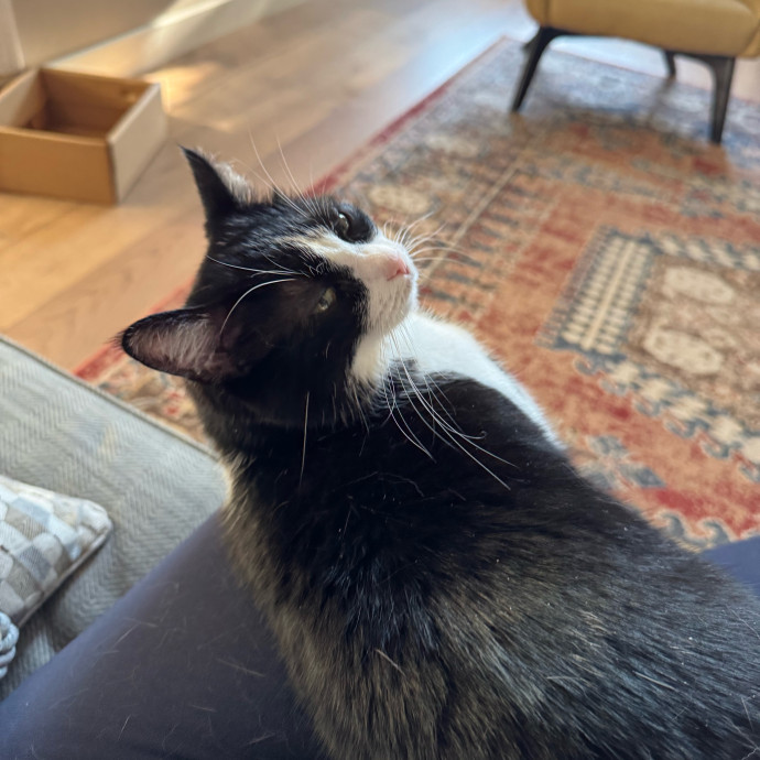 Your Cat's New Favorite Person