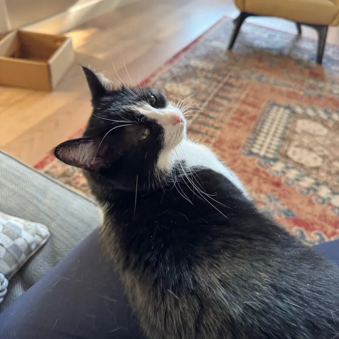 Your Cat's New Favorite Person