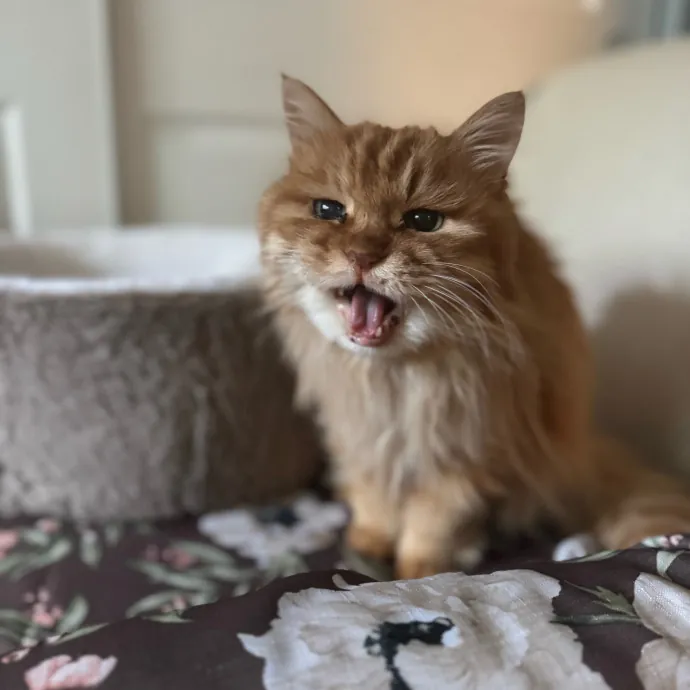 Your Cat's New Favorite Person