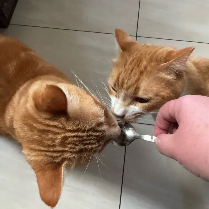 Your Cat's New Favorite Person