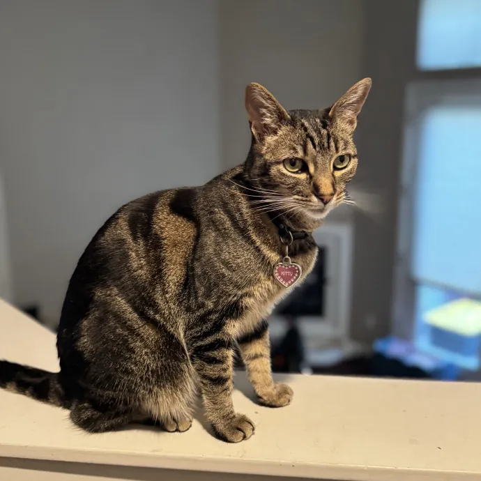 Your Cat's New Favorite Person