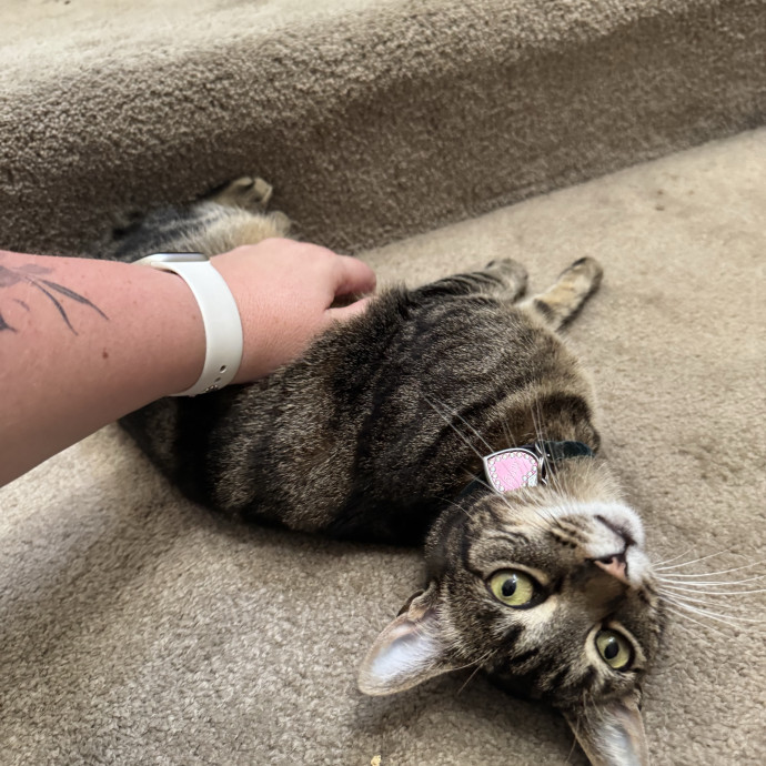 Your Cat's New Favorite Person