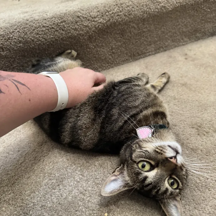 Your Cat's New Favorite Person