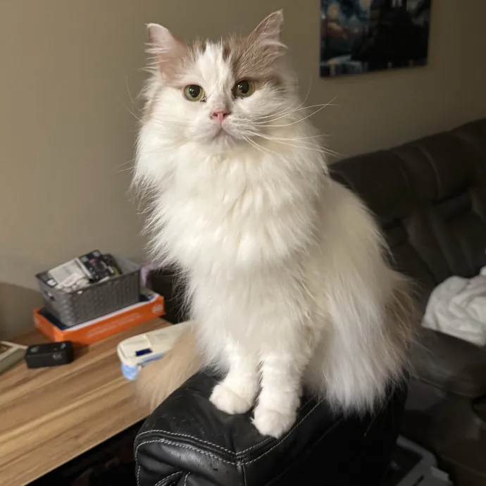 Your Cat's New Favorite Person