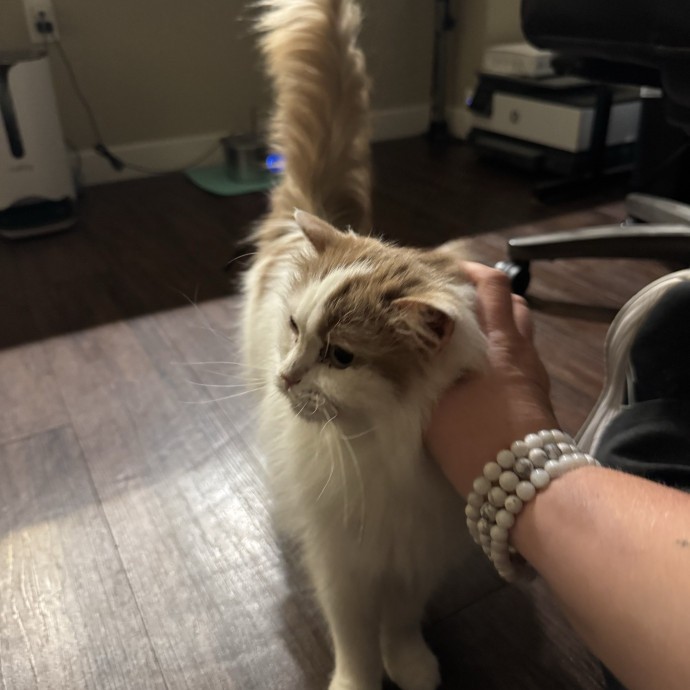 Your Cat's New Favorite Person