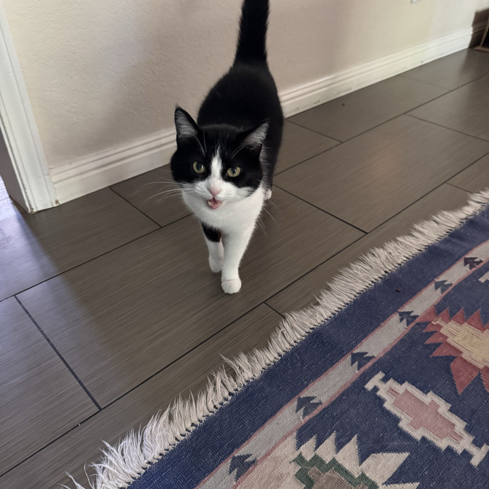 Your Cat's New Favorite Person