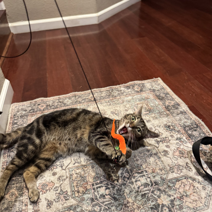Your Cat's New Favorite Person